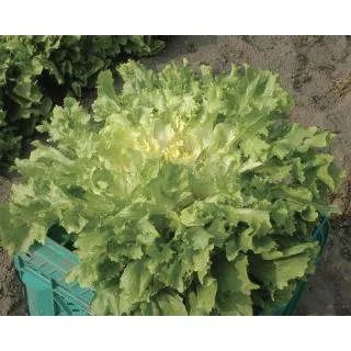 Compra ESCAROLA ARTICA Pildorada (25.000 Semillas) en la tienda online Fito Agrícola