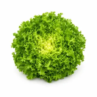 Compra ESCAROLA BEAUTY Pildorada No Tratada (5.000 Semillas). en la tienda online Fito Agrícola