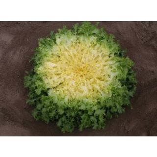 Compra ESCAROLA BEKELE Pildorada (10.000 Semillas) en la tienda online Fito Agrícola