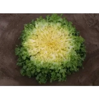 Compra ESCAROLA BEKELE Pildorada (10.000 Semillas) en la tienda online Fito Agrícola