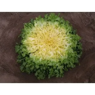 Compra ESCAROLA ENRI Pildorada (10.000 Semillas) en la tienda online Fito Agrícola