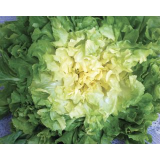 Compra ESCAROLA GIGANTE DEGLI ORTOLANI Sel. Coppa (50 gr.) en la tienda online Fito Agrícola