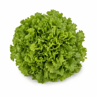 Compra ESCAROLA INDIRA Pildorada No Tratada (5.000 Semillas). en la tienda online Fito Agrícola