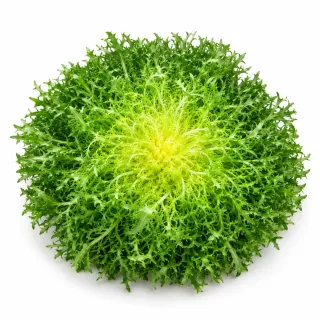Compra ESCAROLA KASSY Pildorada No Tratada (5.000 Semillas). en la tienda online Fito Agrícola