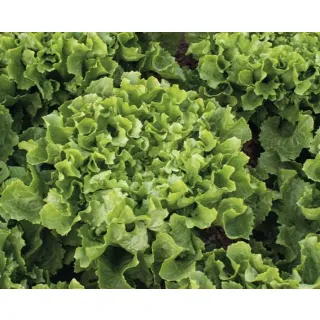 Compra ANDIVA LUNANCE Pildorada (10.000 semințe). en la tienda online Fito Agrícola