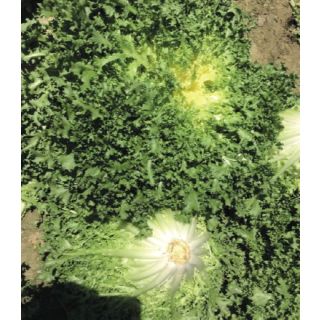 Compra ESCAROLA MARJORY (5.000 Semillas) en la tienda online Fito Agrícola