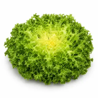 Compra ESCAROLA MELANY Pildorada No Tratada (5.000 Semillas). en la tienda online Fito Agrícola