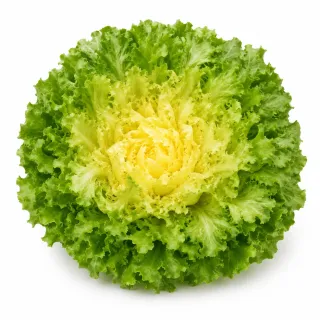 Compra ANDIVA NATACHA Pildorată Netratată (5.000 Semințe). en la tienda online Fito Agrícola