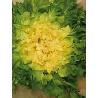 Compra ESCAROLA LINDAPLUSK OR® Pildorada (25.000 Semillas) en la tienda online Fito Agrícola