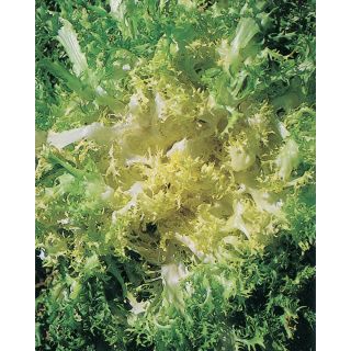 Compra ESCAROLA PANCALIERI A COSTA BIANCA Sel. Sania Pildorada (5.000 Semillas) en la tienda online Fito Agrícola