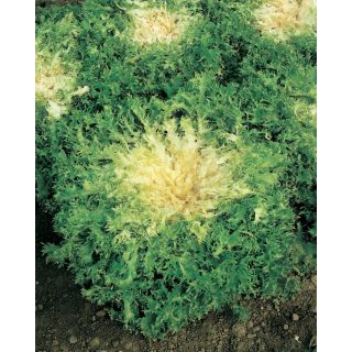 Compra ESCAROLA POLO Pildorada (5.000 Semillas) en la tienda online Fito Agrícola