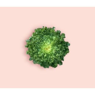 Compra ESCAROLA PRIMALETA Pildorada (10.000 Semillas) en la tienda online Fito Agrícola