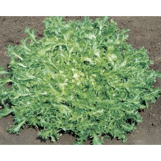 Compra ESCAROLA SILVA Pildorada (5.000 Semillas) en la tienda online Fito Agrícola