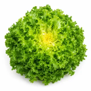 Compra ANDIVA STESSY Pildorată Netratată (5.000 Semințe). en la tienda online Fito Agrícola