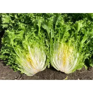 Compra ANDIVA STORI Pildorada (10.000 semințe). en la tienda online Fito Agrícola