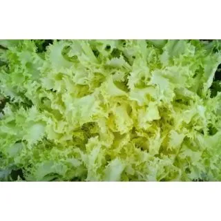 Compra ESCAROLA MILADY (5.000 Semillas) en la tienda online Fito Agrícola