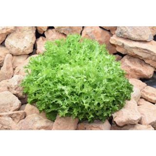 Compra ESCAROLA WALLONNE R.A. Pildorada (1000 Semillas) en la tienda online Fito Agrícola