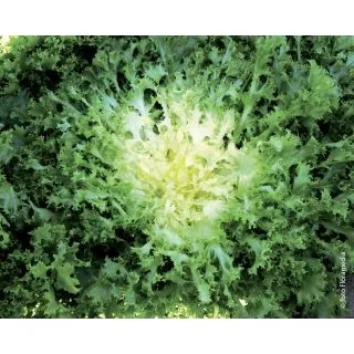 Compra ANDIVA WALLONNE Pildorada (25.000 semințe) en la tienda online Fito Agrícola