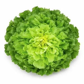 Compra ANDIVA ZELINDA Pildorată Netratată (5.000 Semințe). en la tienda online Fito Agrícola
