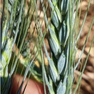 Compra ALAC SPELT R2 NETRATAT (25 kg). en la tienda online Fito Agrícola