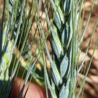 Compra ALAC SPELT R2 NETRATAT (25 kg). en la tienda online Fito Agrícola