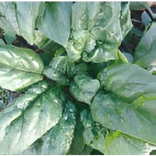 Compra ESPINACA KODRA F1 Calibrada (5 Kgr.). en la tienda online Fito Agrícola