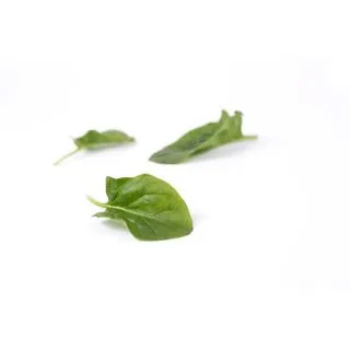 Compra ESPINACA ALBACORE RZ F1 (1.000.000 Semillas) en la tienda online Fito Agrícola