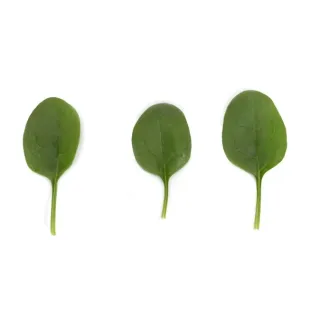 Compra ESPINACA CUGOE RZ F1 (1.000.000 Semillas). en la tienda online Fito Agrícola