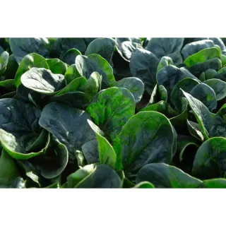 Compra ESPINACA SILVERSIDE RZ F1 en la tienda online Fito Agrícola