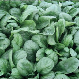 Compra ESPINACA MUSKA F1 (1 Kgr.). en la tienda online Fito Agrícola