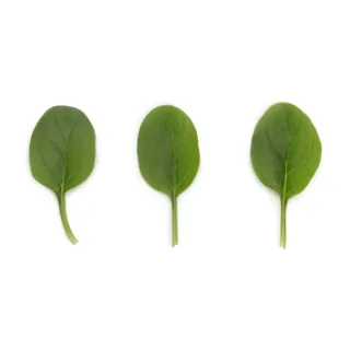 Compra ESPINACA NANDU RZ F1 (1.000.000 Semillas). en la tienda online Fito Agrícola