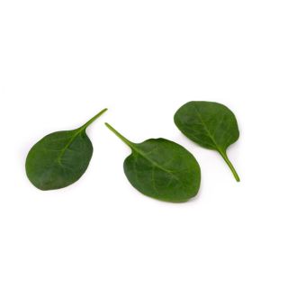 Compra ESPINACA OCELOT RZ F1 (1.000.000 Semillas) en la tienda online Fito Agrícola