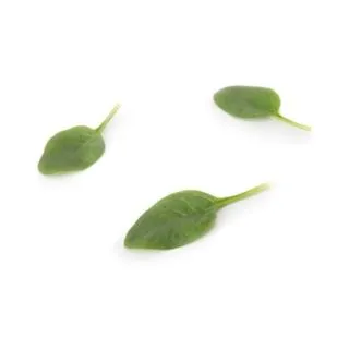 Compra ESPINACA PARAKEET RZ F1 (1.000.000 Semillas). en la tienda online Fito Agrícola