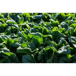 Compra ESPINACA PIZOTE RZ F1 (1.000.000 Semillas). en la tienda online Fito Agrícola