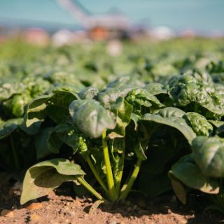 Compra ESPINACA PUKAPUKA F1 BABY LEAF (1.000.000 Semillas) en la tienda online Fito Agrícola