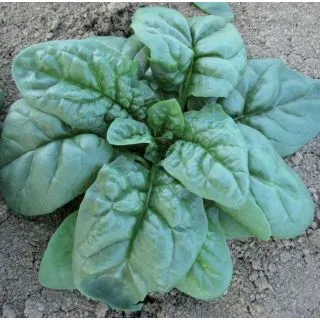 Compra ESPINACA RIGAUA F1 Calibrada (1 Kgr.). en la tienda online Fito Agrícola