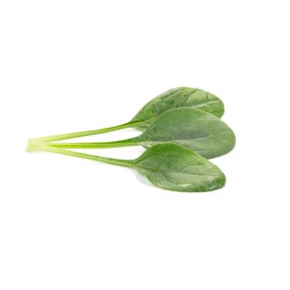 Compra ESPINACA STOAT RZ F1 (1.000.000 Semillas) en la tienda online Fito Agrícola