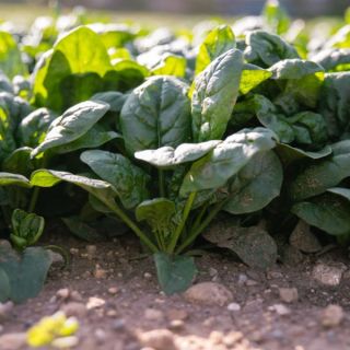 Compra ESPINACA SUMBAWA F1 (1.000.000 Semillas) en la tienda online Fito Agrícola