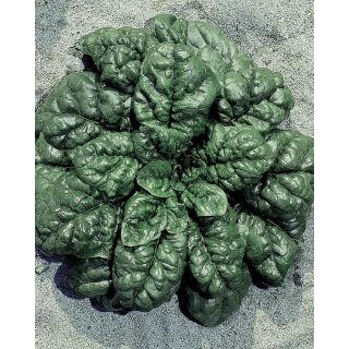 Compra ESPINACA VIRIDIS OLTER (5 Kgr.). en la tienda online Fito Agrícola