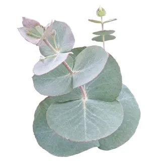 Compra EUCALYPTUS BABY BLUE S1 (144 Plantas). en la tienda online Fito Agrícola