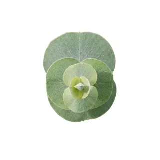 Compra EUCALYPTUS SILVER DOLLAR NEW S3 (84 Plantas). en la tienda online Fito Agrícola