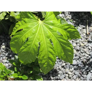 Compra FATSIA JAPÓNICA (84 Plantas). en la tienda online Fito Agrícola