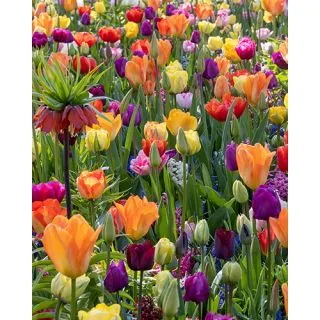 Compra FESTIVAL OF COLOURS (100 Unid.). en la tienda online Fito Agrícola