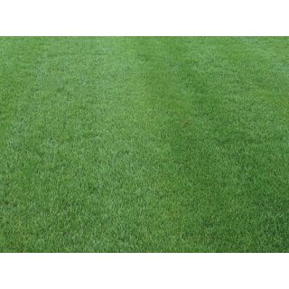 Compra FESTUCA ARUNDINACEA TITAN RX (1 Kgr.). en la tienda online Fito Agrícola