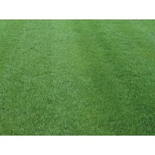 Compra FESTUCA ARUNDINACEA TITAN RX (1 Kgr.). en la tienda online Fito Agrícola