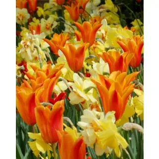 Compra FIREWORKS (100 Unid.). en la tienda online Fito Agrícola