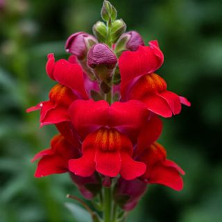 Compra CONEJITO MAJESTIC - Comestible Mezcla de Colores (50 gr.). en la tienda online Fito Agrícola