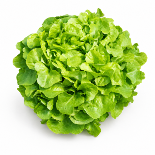 Compra LECHUGA FLORANICE Pildorada (5.000 Semillas). en la tienda online Fito Agrícola
