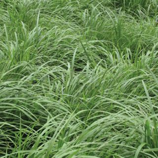 Compra RAY GRASS WESTERWOLD ATTAIN R1 (25 Kgr.). en la tienda online Fito Agrícola