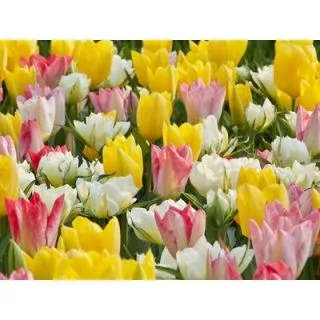 Compra FOSTERIANA BEAUTIES (100 Unid.). en la tienda online Fito Agrícola